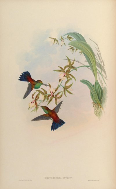 Erythronota antiqua = Amazilia tobaci erythronotos af John Gould